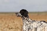 SETTER ANGLAIS 154